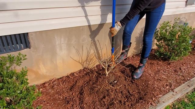 How To Transplant A Hydrangea | Dormant Transplanting Shrub смотреть онлайн