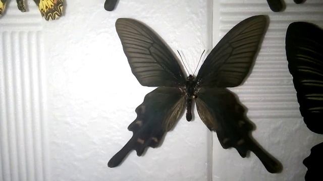 Всё о бабочках. Любительницы ядовитого кирказона. смотреть онлайн