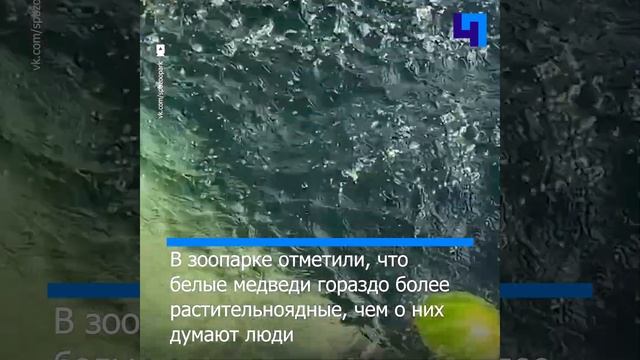 Сотрудники Ленинградского зоопарка подарили белой медведице Хаарчаане первый в сезоне арбуз смотреть онлайн