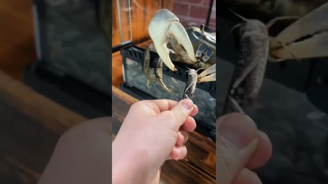 Что дать крабу на дегустацию? #краб #крабовыйсалат #аквариум #зоомагазин #питомец смотреть онлайн