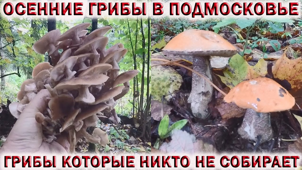 ?ОСЕННИЕ ГРИБЫ В ПОДМОСКОВЬЕ.?ЕМ ГРИБ ДОЖДЕВИК И ЕЖОВИК.?ГРИБЫ РАСТУТ НА ДАЧЕ смотреть онлайн