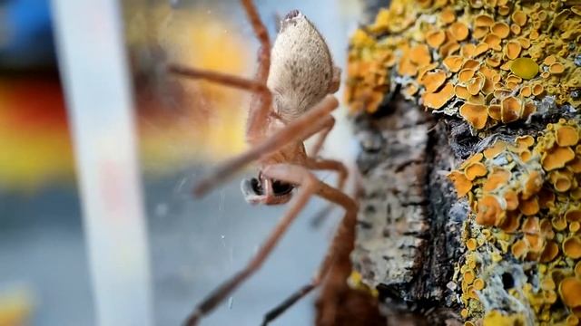 Паук охотник Olios sericeus смотреть онлайн