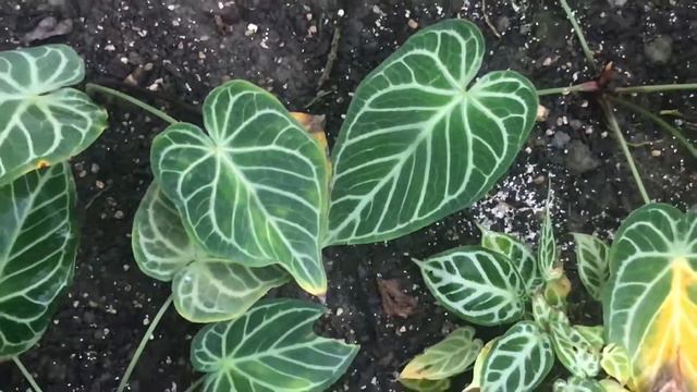 水晶花燭 Anthurium crystallinum смотреть онлайн