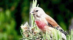 Пение коноплянки реполова