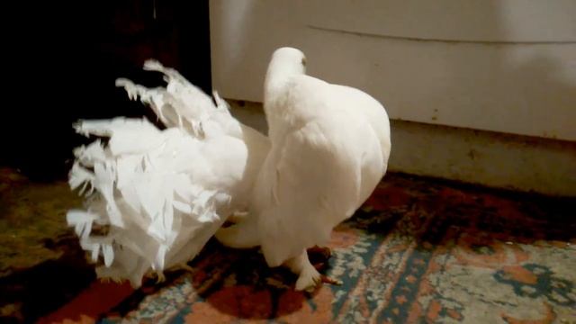 Танец белых голубей породы Павлин.//Dance of white pigeons of the Peacock breed.// смотреть онлайн
