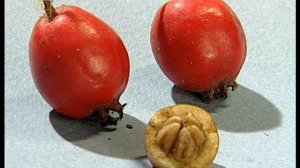 Класс Двудольные. Сем. Крестоцветных, Розоцветных, Бобовых