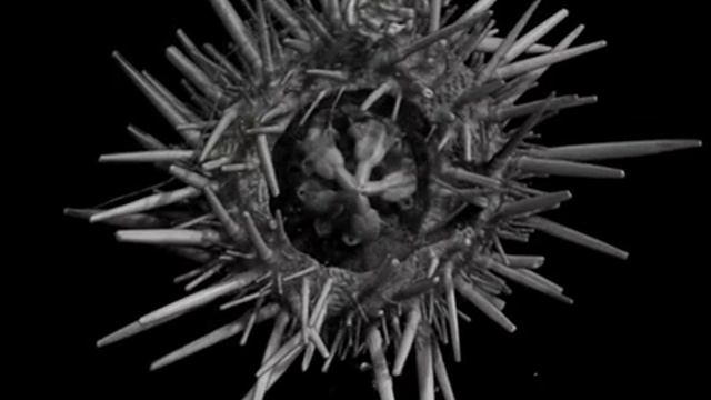 MicroCT scan of a sea urchin смотреть онлайн