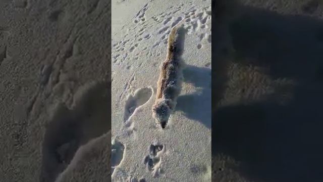 Слабонервным не смотреть! Северный Казахстан. Животные замерзают на ходу смотреть онлайн