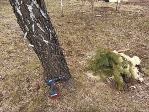 Самый гуманный способ добычи березового сока. Березовый сок через капельницу, с помощью шуруповерта.