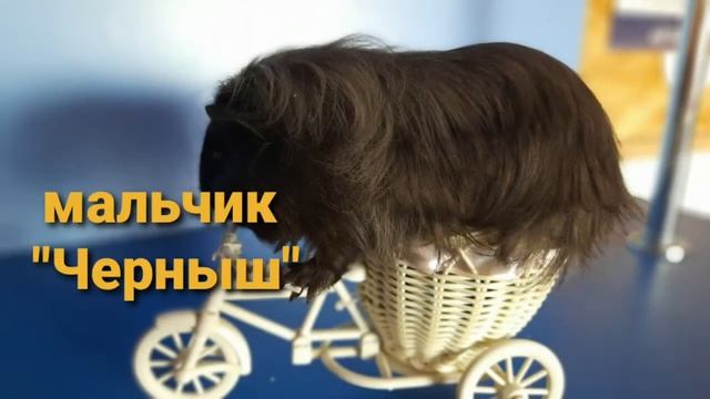 Фото Морских Свинок 3ч смотреть онлайн
