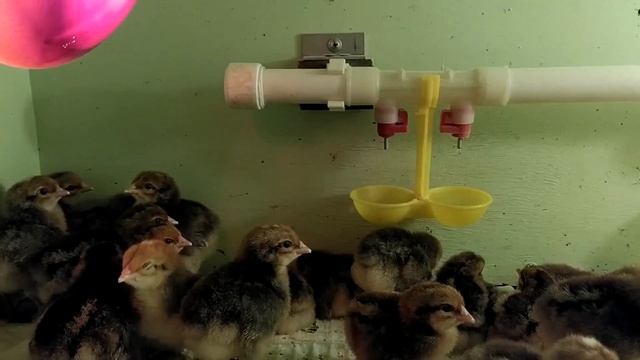 Расписной петушок, Москва, Московская область, Билефельдер, цыплята.