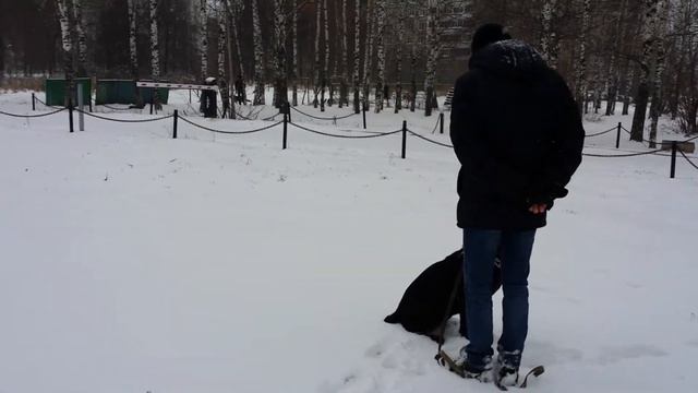 Дрессировка собак -коне-корсе Джессика 10 мес смотреть онлайн