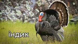 Голоси та звуки свійських тварин.