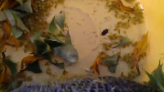 семечки из подсолнуха. Часть 2 смотреть онлайн