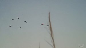 УТКИ САДИЛИСЬ НА ГОЛОВУ. Незабываемая вечерка. Охота на утку