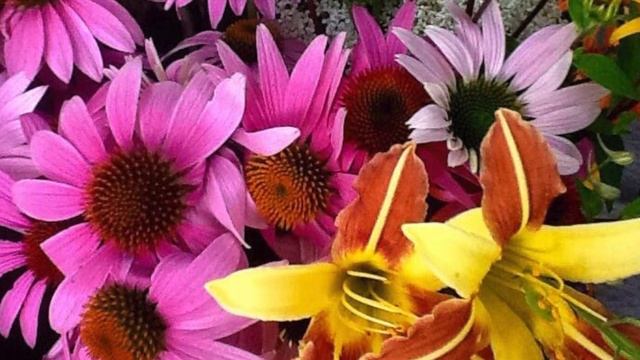Profitable Pollinator Habitat with Michelle and Mark Brannen смотреть онлайн