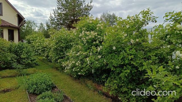 Плодовая калина - тонкости выращивания смотреть онлайн