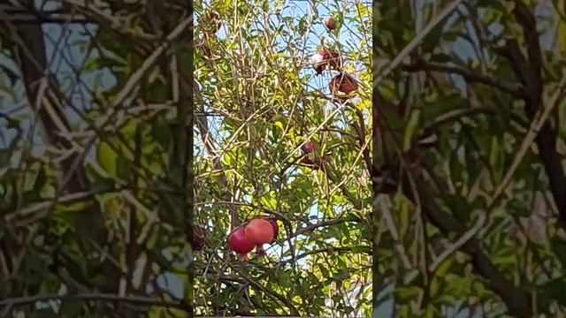 Гранатовое дерево. Геленджик.4 ноября. смотреть онлайн