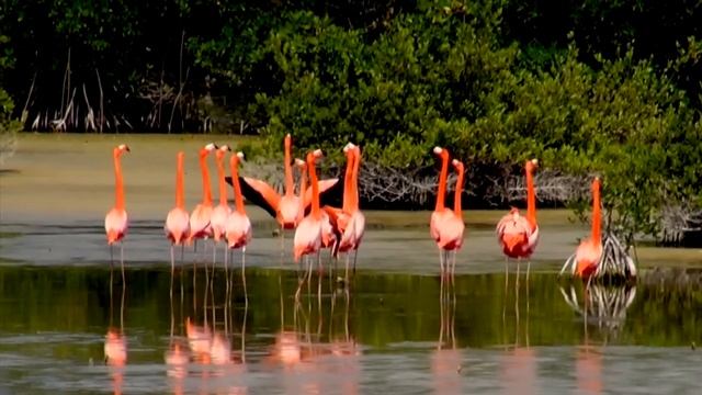 Danza De Los Flamencos смотреть онлайн