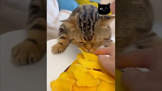 Наглый всеядный кот! смотреть онлайн