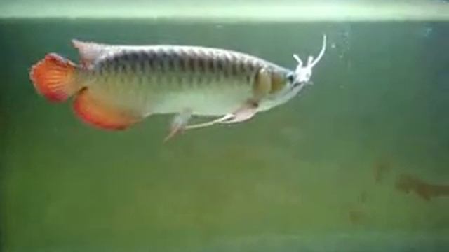 Красная Арована обедает смотреть онлайн