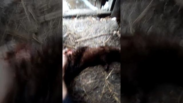 Убийца курей . ЛАСКА смотреть онлайн