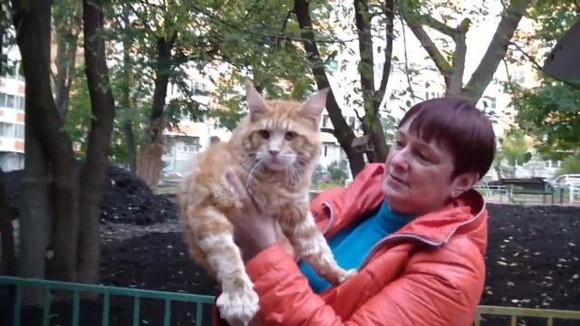 Клип №0541 - выставка кошек PCA online смотреть онлайн