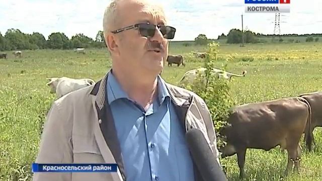 У костромских аграриев стартовал сезон «большого молока» смотреть онлайн