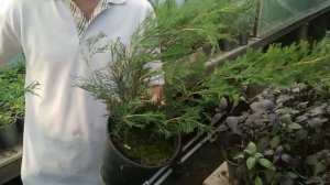 СУПЕР СПОСОБ РАЗМНОЖЕНИЯ МОЖЖЕВЕЛЬНИКА