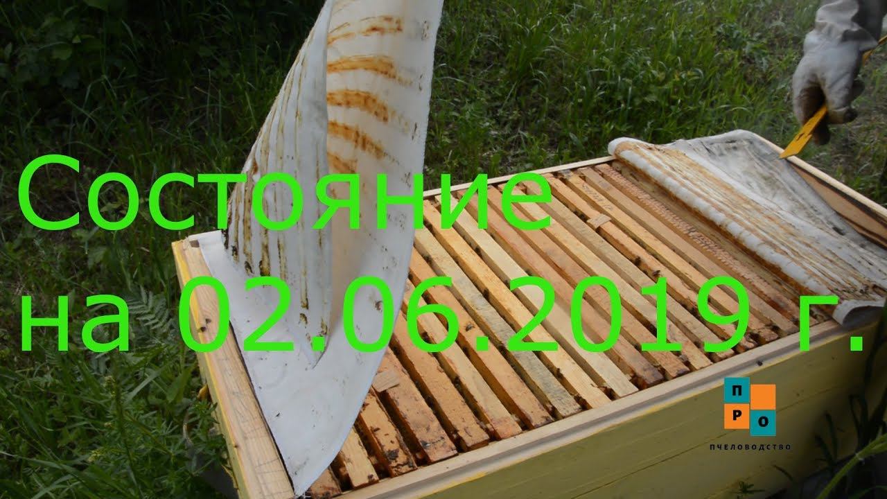 Состояние улья лежака на 02.06.19 г. Когда расширять!? смотреть онлайн