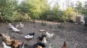 у кур лысые попы и шеи😄