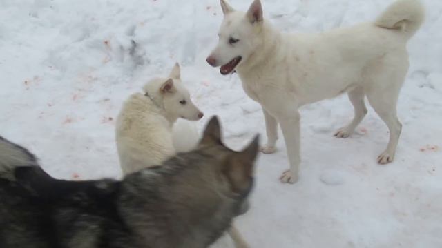 ВСЁ КАК ВСЕГДА!!! смотреть онлайн