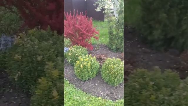 Цветение вишни весной 2022 года смотреть онлайн