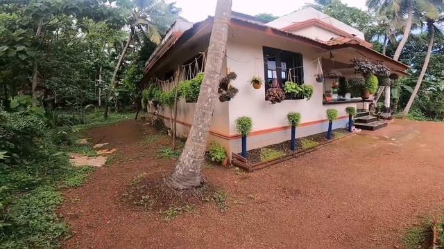 Turtle vine Enemy/ the biggest plant enemy/ ചെടികളുടെ ഏറ്റവും വലിയ എനിമി കോഴി ആണ് смотреть онлайн