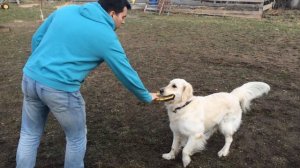 Как научить собаку ловить тарелку (фрисби)!