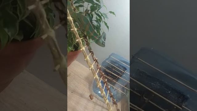Жизнь хамелеона в террариуме. смотреть онлайн
