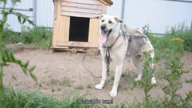Спасибо вам! смотреть онлайн