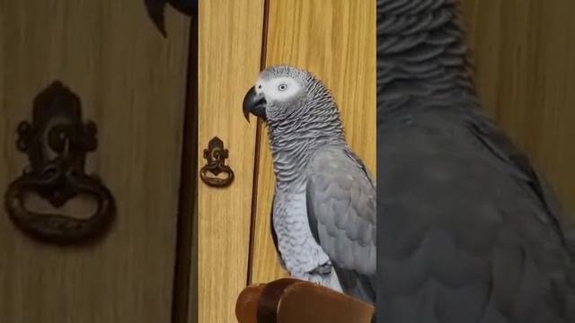 Кукуха,скажи: папа я тебя люблю... смотреть онлайн