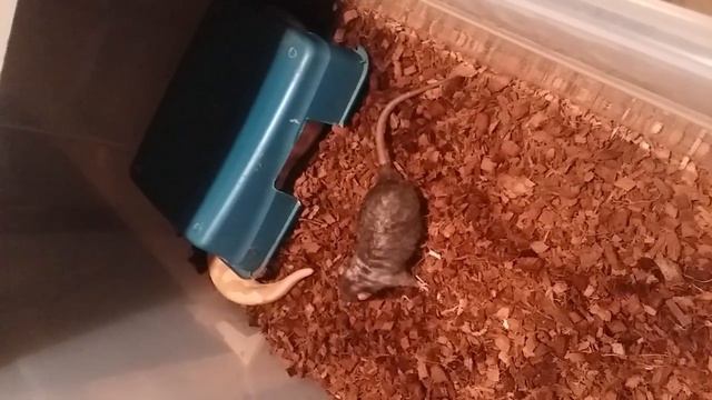WARNING!!!!!! WARNING!!!!! FEEDING OF LIVE ANIMALS!!! WARNING!! BLOOD PYTHON! смотреть онлайн