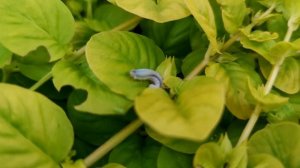 Вербейник монетчатый Голдилокс. использую почвопокровник как ампельное растение