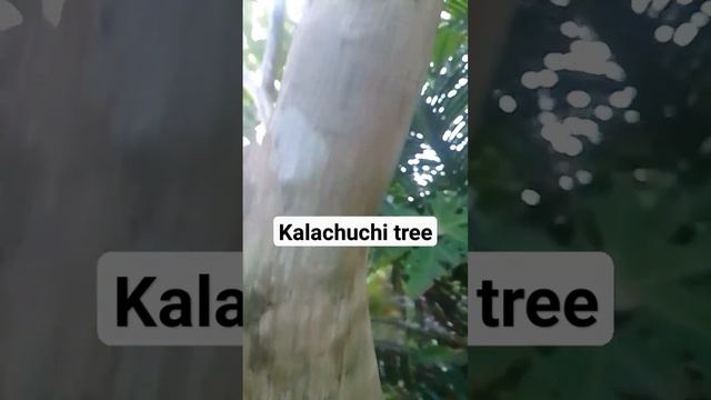 KALACHUCHI TREE смотреть онлайн