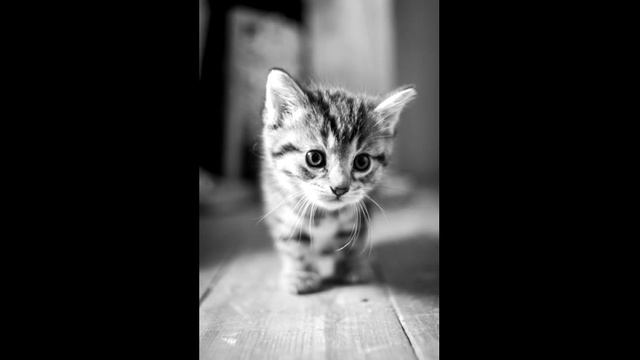 Много котят и кошек! смотреть онлайн