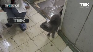 «Проверка» ТВК: рыбный цех в Красноярске