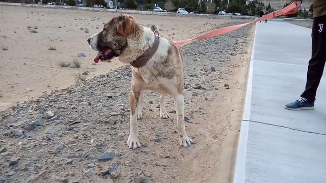 Гудрат линия черный Екемен САО Turkmen it alabay Central Asian Dogs Alabai Туркменский Волкодав смотреть онлайн