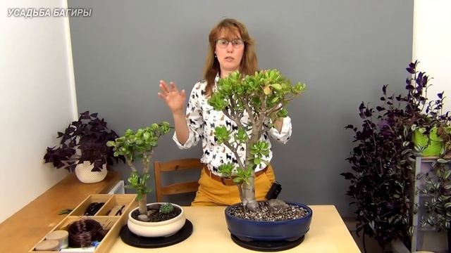 Пятна на крассулах. смотреть онлайн