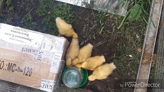 ВО ДАЮТ ЛЮДИ!/ТЕПЕРЬ МЫ БУДЕМ ДО РАЩИВАТЬ))) смотреть онлайн