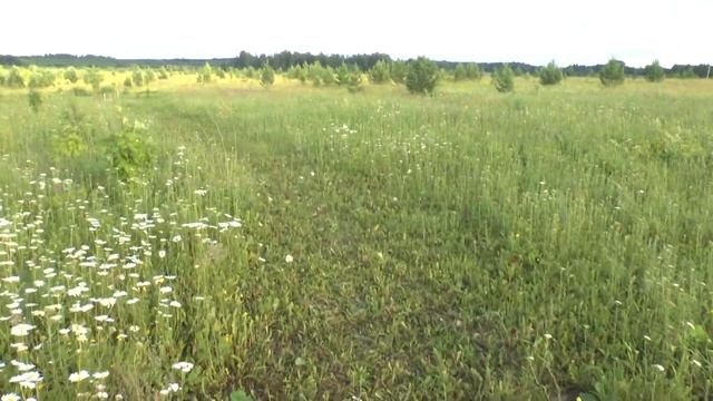 Венгерская мангалица наше хозяйство смотреть онлайн