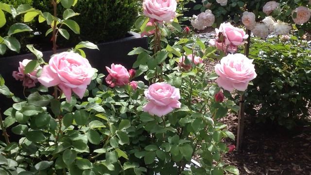 Rose Dieter Müller | Delbard | Rosenvideo | gartenfein [HD] смотреть онлайн