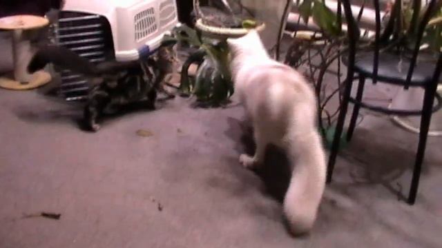 Домашний песец смотреть онлайн