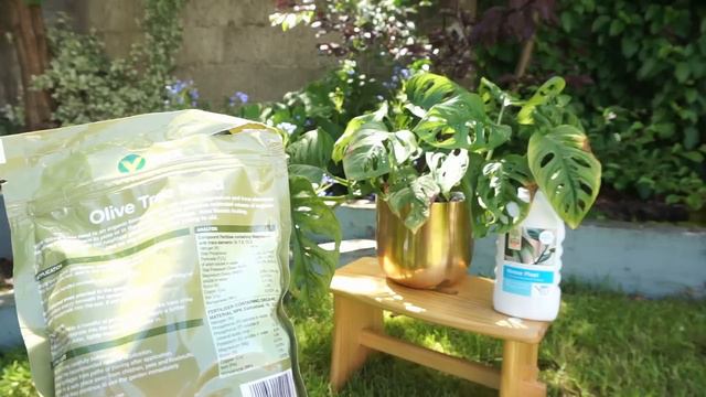 Monstera Adansonii. Trate folhas queimadas em monsteras, jiboias ou qualquer folhagem смотреть онлайн